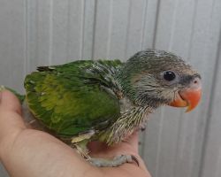 119.ダルマインコ