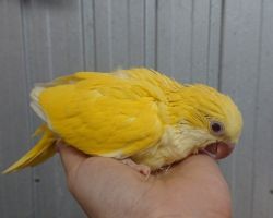 118.オキナインコ