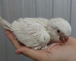 117.オキナインコ