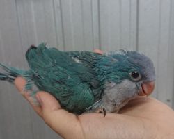 116.オキナインコ