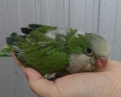 115.オキナインコ