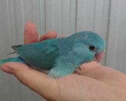 120.マメルリハ♀