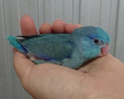 121.マメルリハ♂