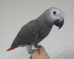 122.ヨウム♂