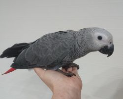 123.ヨウム♀