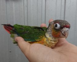 126.ウロコインコ