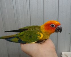 125.コガネメキシコインコ