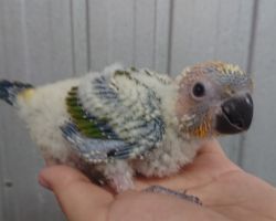 124.コガネメキシコインコ
