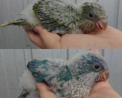 103.オキナインコ