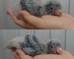 104.オキナインコ