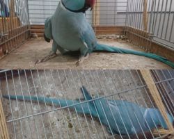 111.ワカケホンセイインコ♂