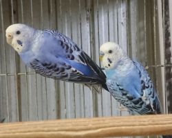 131.セキセイインコ ペア