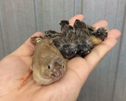 137.キンカチョウ ひな