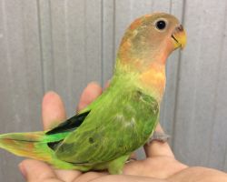 139.コザクラインコ