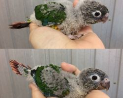 140.ウロコインコ ひな