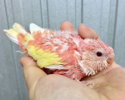 142.アキクサインコ ルビノー