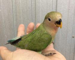 138.コザクラインコ