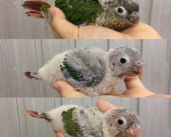 144.ウロコインコ