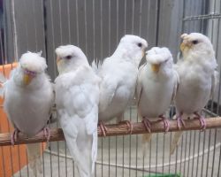 132.羽衣セキセイインコ