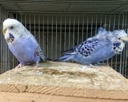 130.ジャンボセキセイインコ ペア