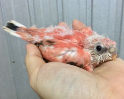 141.アキクサインコ ローズ