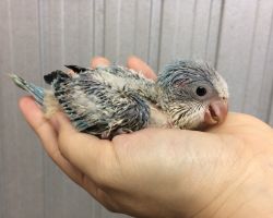 143.オキナインコ