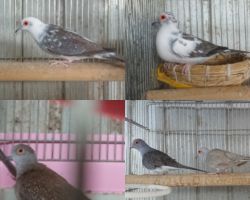 128.ウスユキバト