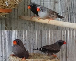 127.キンカチョウ ペア