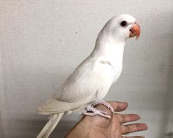145.50ワカケホンセイ最新画像