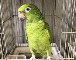 146.キビタイボウシインコ最新画像