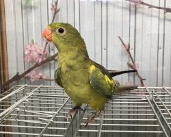 147.オグロインコ最新画像