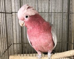 148.モモイロインコ最新画像