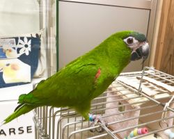 149.コミドリコンゴウインコ♂最新画像