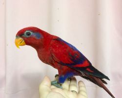 153.82ヒインコ最新画像