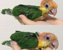 158.シロハラインコ雛