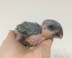 155.ズグロシロハラインコ