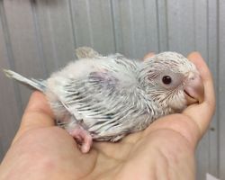157.オキナインコ雛