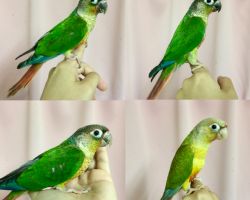 154.ウロコインコ 一人餌