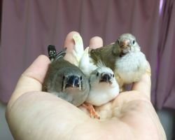 152.キンカチョウ雛