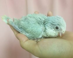 156.オキナインコ雛