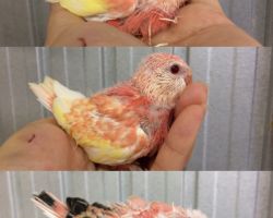 160.アキクサインコ雛