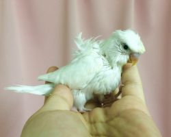 151.羽衣セキセイインコ ひな