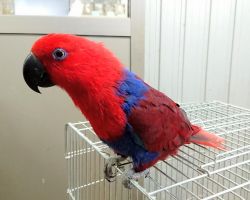 165.オオハナインコ♀