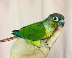 150.ウロコインコ♀ひな