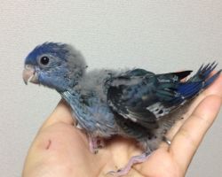 159.サザナミインコ