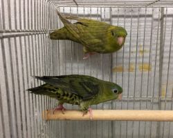 164.サザナミインコ ペア