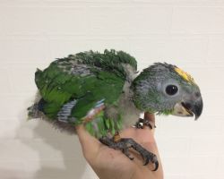 163.キガシラムジボウシインコ