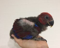 162.オオハナインコ♀雛