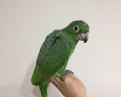 161.キガシラムジボウシインコ雛