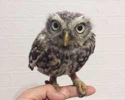 173.コキンメフクロウ♂